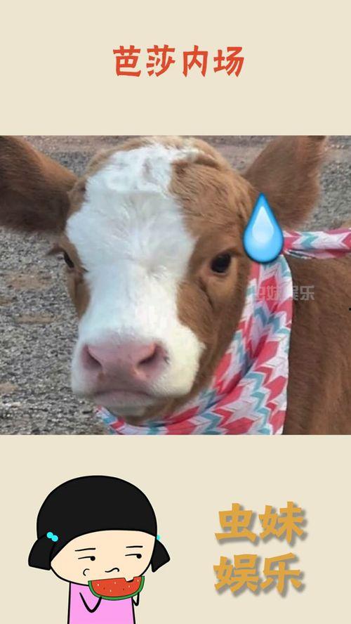 娱乐吃瓜酱名字,揭秘娱乐圈那些不为人知的幕后故事